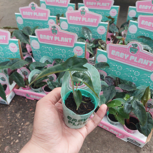 Alocasia Mini Especies Surtidas Pote 6cm Surtido