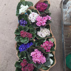 Violeta Africana Pote 11cm Bandeja × 10 Unidades