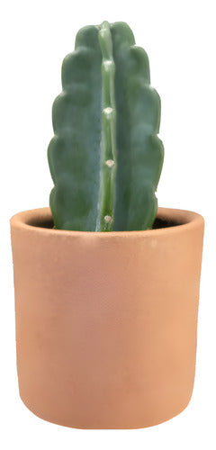 Cactus Mandacaru Sin Espinas En Maceta De Barro P14