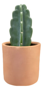 Cactus Mandacaru Sin Espinas En Maceta De Barro P14