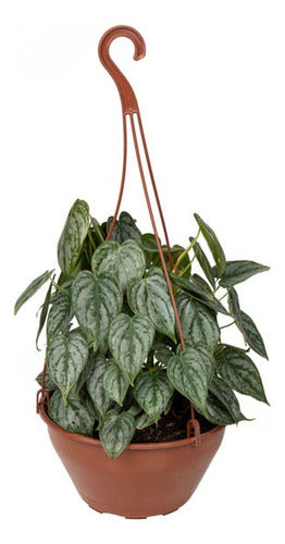Filodendro Brandtianum En Maceta Colgante 21cm