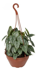 Filodendro Brandtianum En Maceta Colgante 21cm