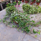 Hiedra En Maceta Colgante 21cm Mín 100cm