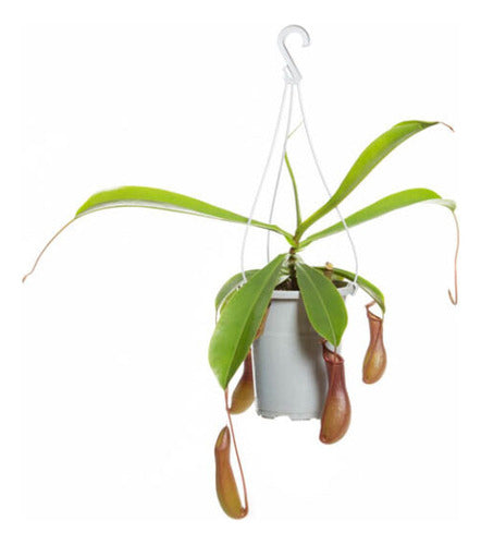 Planta Carnívora Nepenthes Pote 13cm