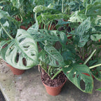 Monstera Adansonii Pote 15cm