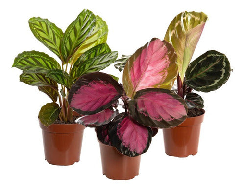 Calathea Variada Pote 12cm