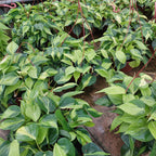 Filodendro Brasil C21 Colgante