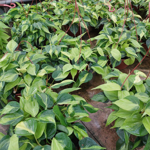 Filodendro Brasil C21 Colgante