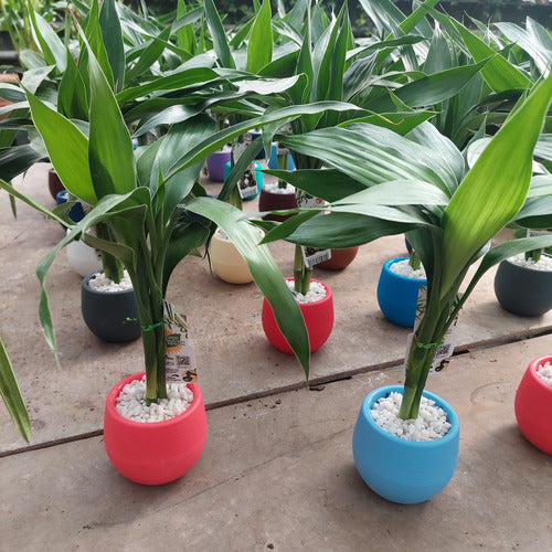 Dracena Lucky Bambú Surtido