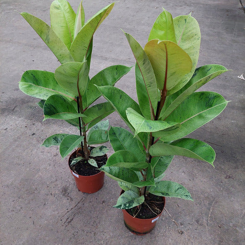 Ficus Elastica Shivereana Moonshine Pote 17cm