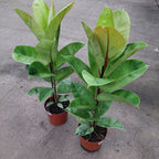 Ficus Elastica Shivereana Moonshine Pote 17cm