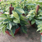 Filodendro Brasil C21