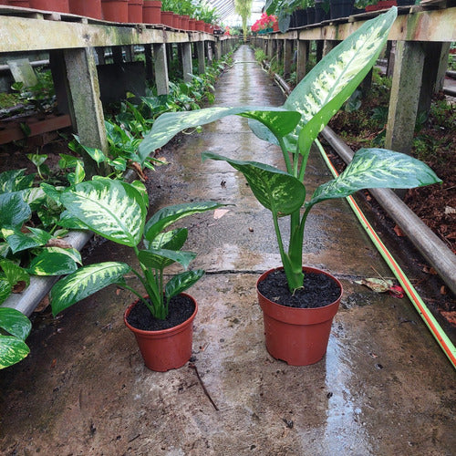 Dieffenbachia Tropic Snow Pote 17cm