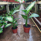 Dieffenbachia Tropic Snow Pote 17cm