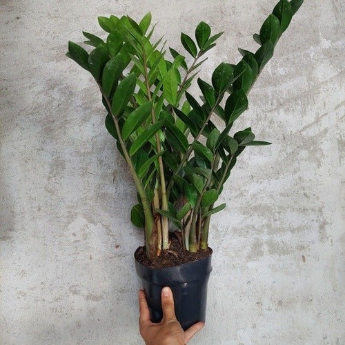 Planta Zamioculca Pote 17cm