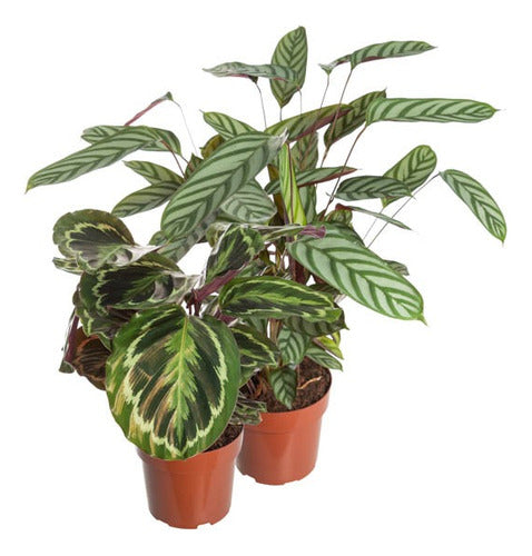 Calatheas Variadas Pote 17cm