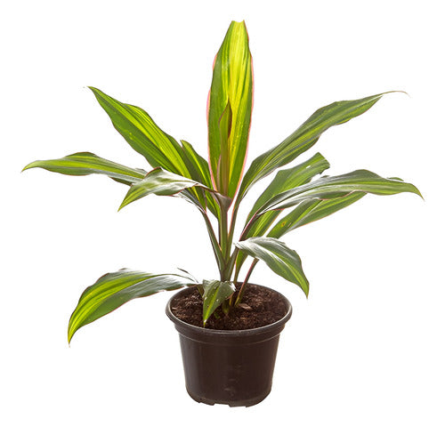 Dracena Cordyline Kiwi P17