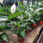 Lírio De La Paz | Spathiphyllum Pote 17cm