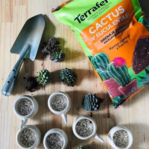 Sustrato Para Cactus Y Suculentas Terrafertil 5 Litros