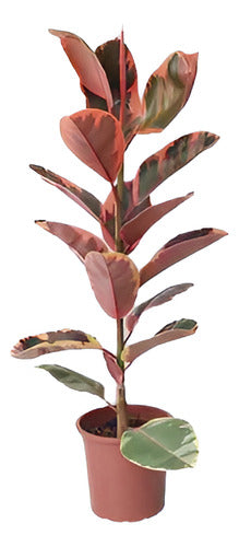 Ficus Elastica Ruby P24