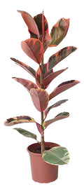 Ficus Elastica Ruby P24