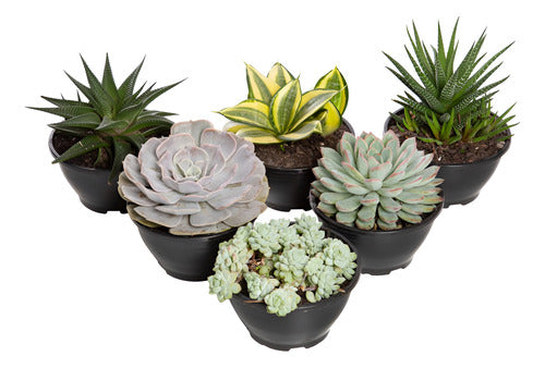 Suculentas Surtidas C13