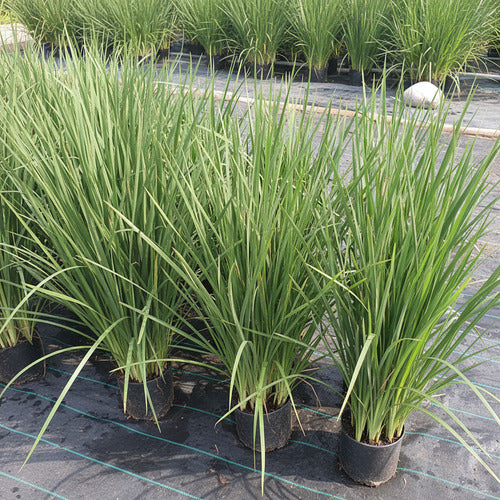 Dietes Tamaño Extragrande