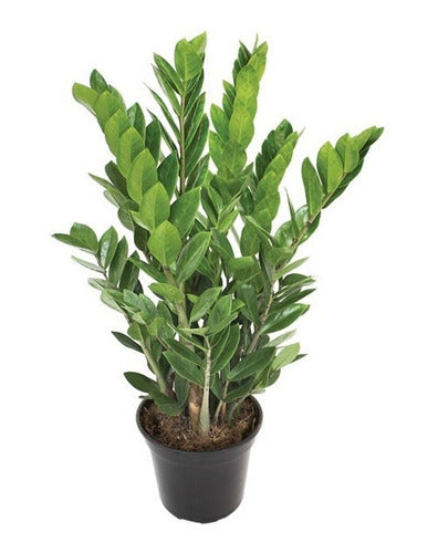 Planta Zamioculca Pote 15cm