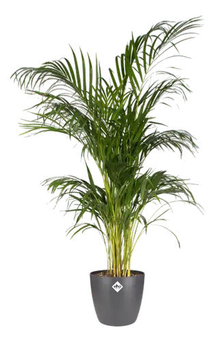 Maceta Brussels Round 16cm Elho Negro Brussels Round