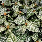 Aphelandra Con Flor Pote 15cm