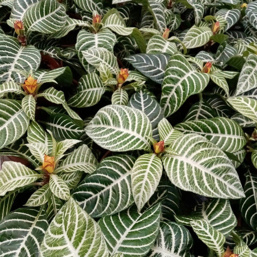 Aphelandra Con Flor Pote 15cm