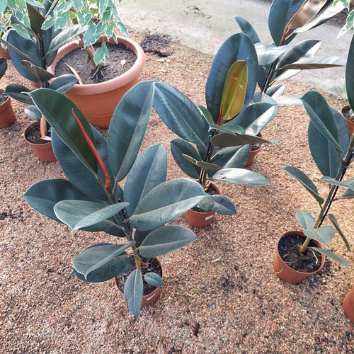 Ficus Elastica Burgundy Pote 17cm