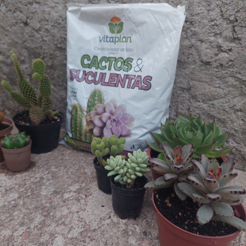 Sustrato Para Cactus Y Suculentas Vitaplan 2 Kg