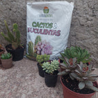 Sustrato Para Cactus Y Suculentas Vitaplan 2 Kg