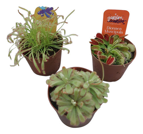 Planta Carnívora Dionaea P09 × 3 Unidades Surtido