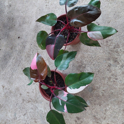 Filodendro Pink Princess P17