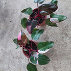 Filodendro Pink Princess P17