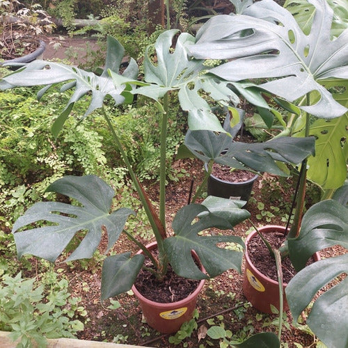 Monstera Deliciosa Pote 24cm
