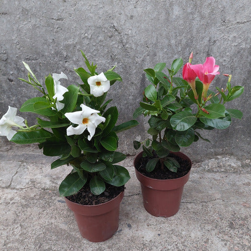 Dipladenia Surtido Pote 15cm Surtido