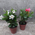 Dipladenia Surtido Pote 15cm Surtido
