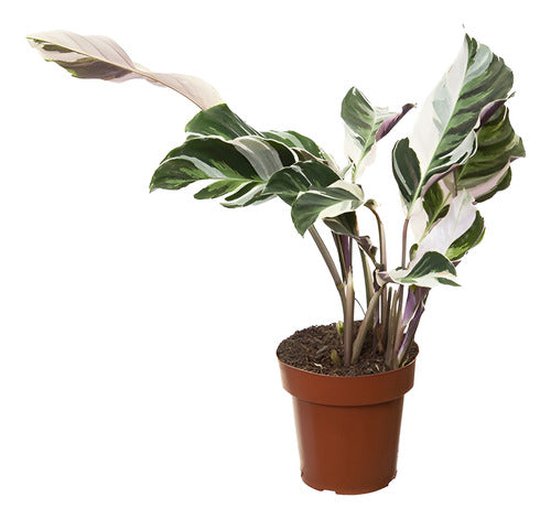 Calathea White Fusion Pote 12cm