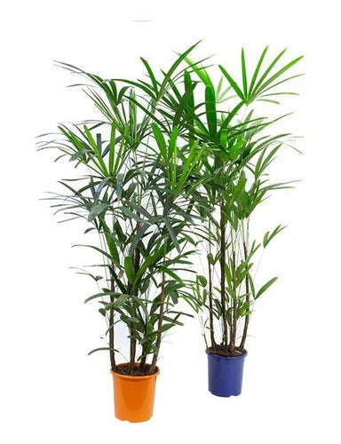 Palmera Raphis Excelsa Pote 24cm