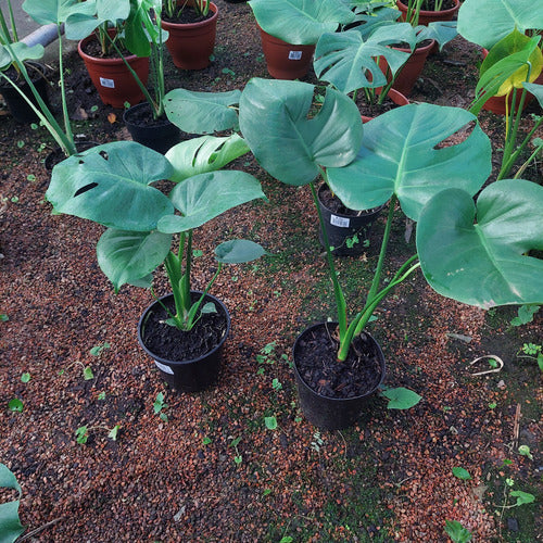 Monstera Deliciosa Pote 17cm