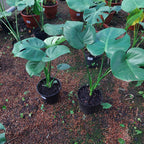 Monstera Deliciosa Pote 17cm