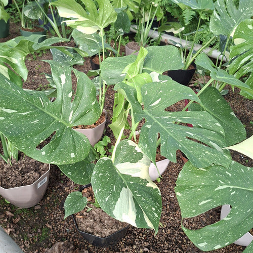 Monstera Thai Constellation Pote 18cm
