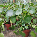 Pilea Peperomioides P14