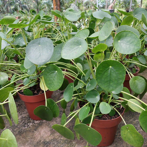 Pilea Peperomioides P14