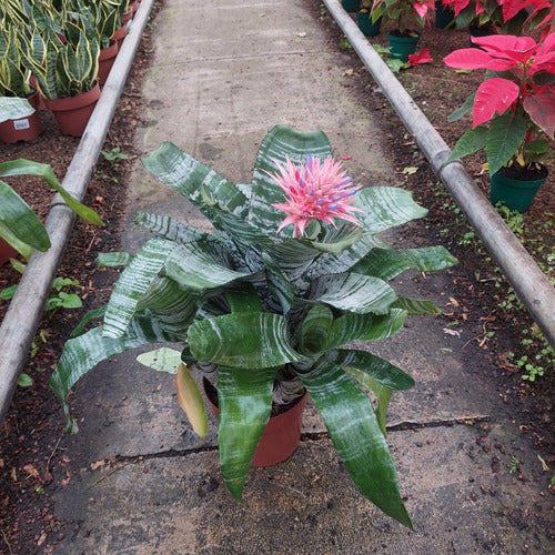 Bromelia Aechmea Fasciata Pote 17cm