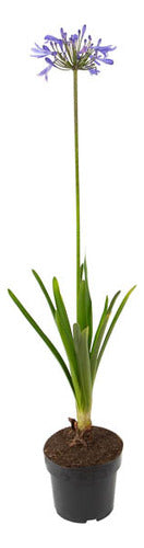 Agapanto Azul En Flor Azul