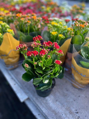 Kalanchoe Doble Pote 11cm